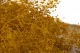 Konserviertes Mini-Schleierkraut Honey Yellow 3