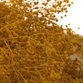 Preserved Mini Gypsophila Honey Yellow