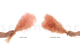 Mini Gypsophila Stabilized - Pink Flamingo 10