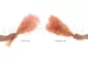 Gypsophile Mini stabilis&eacute; Pink Flamingo 10