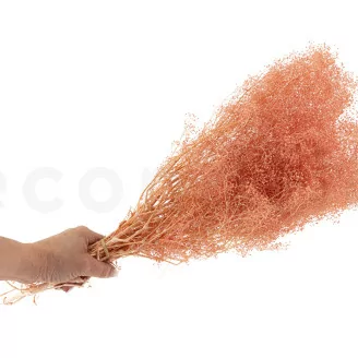 Preserved Mini Gypsophila Pink Flamingo