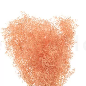Konserviertes Mini-Schleierkraut Pink Flamingo