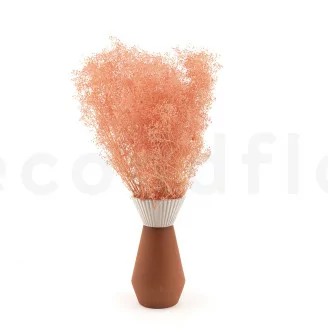 Preserved Mini Gypsophila Pink Flamingo