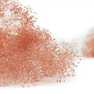 Preserved Mini Gypsophila Pink Flamingo
