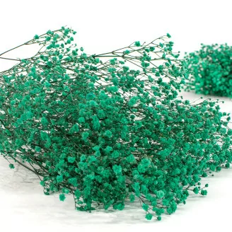 Gypsophila stabilizzata Turchese