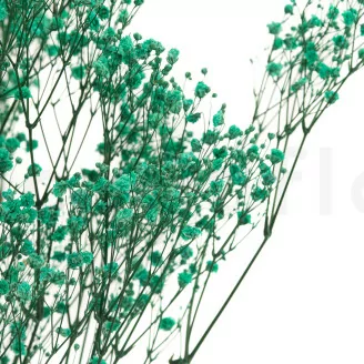 Preserved Gypsophila Turquoise