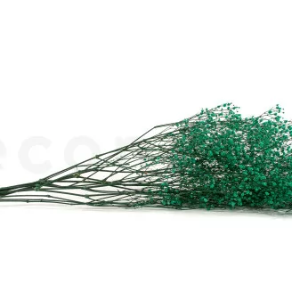 Gypsophila stabilizzata Turchese
