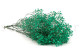 Gypsophile Stabilisé - Bouquet - Turquoise 10
