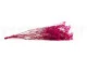 Gypsophila stabilizzata Rosa Fucsia 6