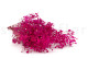 Schleierkraut Stabilisiert - Hot Pink 7