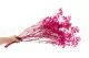 Gypsophile stabilis&eacute; Rose Fuchsia 4