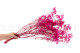 Schleierkraut Stabilisiert - Hot Pink 4