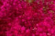 Gipsofila preservada Rosa Fucsia 2