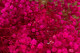 Schleierkraut Stabilisiert - Hot Pink 2