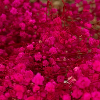 Gypsophila stabilizzata Rosa Fucsia