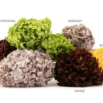 Hortensia stabilis&eacute; Noisette