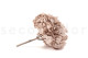 Hortensia Preservado - Hazelnut 4