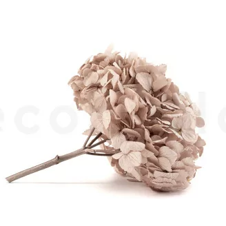 Hortensia stabilis&eacute; Noisette