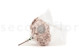 Hortensia Preservado - Hazelnut 9