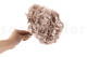 Hortensia Preservado - Hazelnut 3