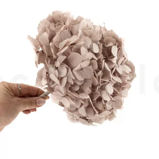 Hortensia stabilis&eacute; Noisette