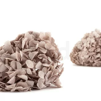 Hortensia stabilis&eacute; Noisette
