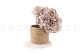 Hortensia Preservado - Hazelnut 5