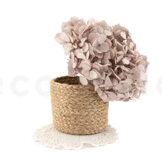 Hortensia stabilis&eacute; Noisette