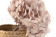 Hortensia Preservado - Hazelnut 7