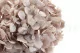 Hortensia stabilis&eacute; Noisette 8