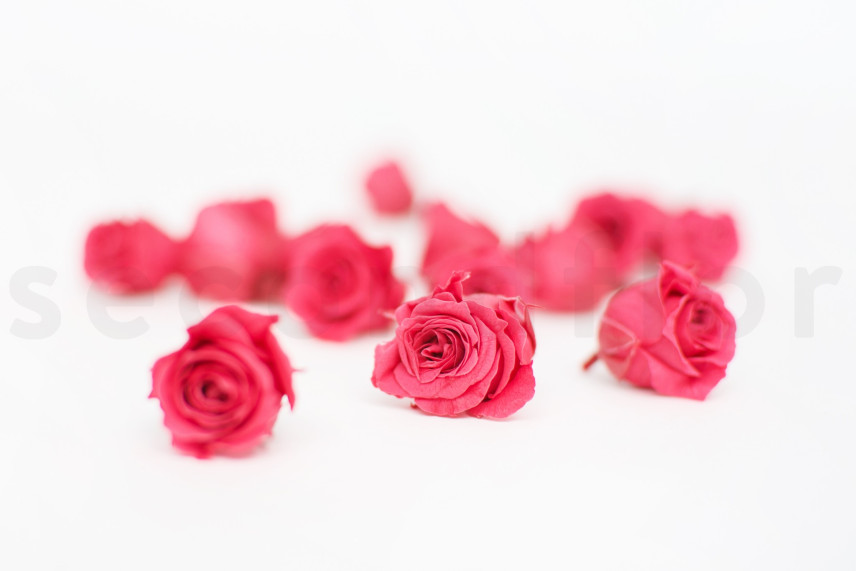 Rose Princess Stabilisiert - Verpackung 16 St. - Dunkelrosa