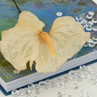 Preserved Anthurium White (x3)