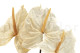 Anthurium stabilized - Box of 3 - Natural White 9