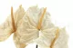 Anthurium stabilizzato Bianco (x3) 9