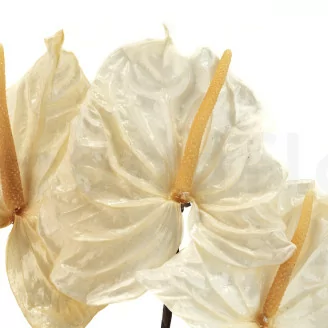 Preserved Anthurium White (x3)