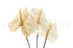 Anthurium stabilized - Box of 3 - Natural White 2