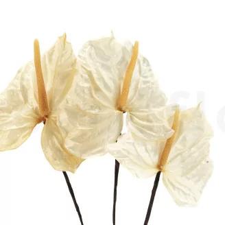 Anturio preservado Blanco (x3)