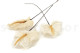 Anthurium stabilized - Box of 3 - Natural White 5