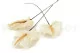 Anthurium stabilizzato Bianco (x3) 5