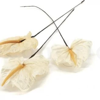 Anthurium stabilis&eacute; Blanc (x3)