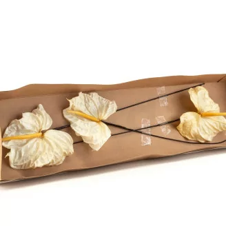 Anthurium stabilis&eacute; Blanc (x3)