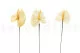 Anthurium stabilis&eacute; Blanc (x3) 7