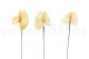 Anthurium stabilized - Box of 3 - Natural White 7