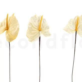 Konserviertes Anthurium Wei&szlig; (x3)