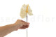 Anthurium stabilized - Box of 3 - Natural White 6