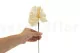 Preserved Anthurium White (x3) 6