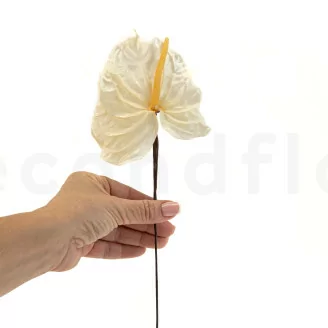 Anthurium stabilis&eacute; Blanc (x3)