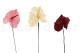 Anthurium stabilized - Box of 3 - Natural White 12