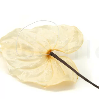 Anthurium stabilis&eacute; Blanc (x3)