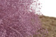 Gypsophile Mini Stabilisé - Lavender Lane 3